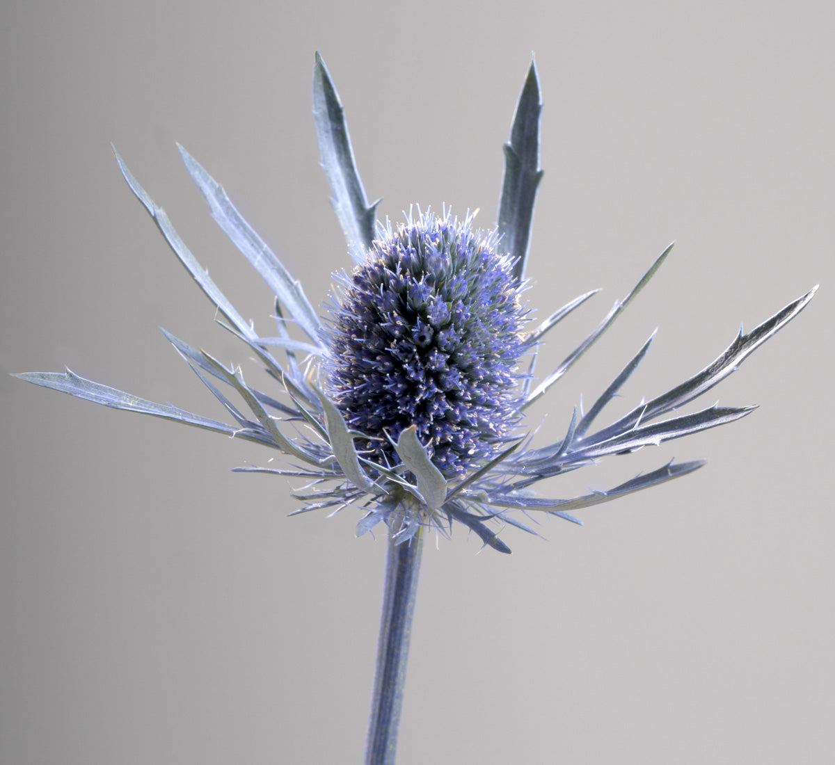 A strong picture of Eryngium