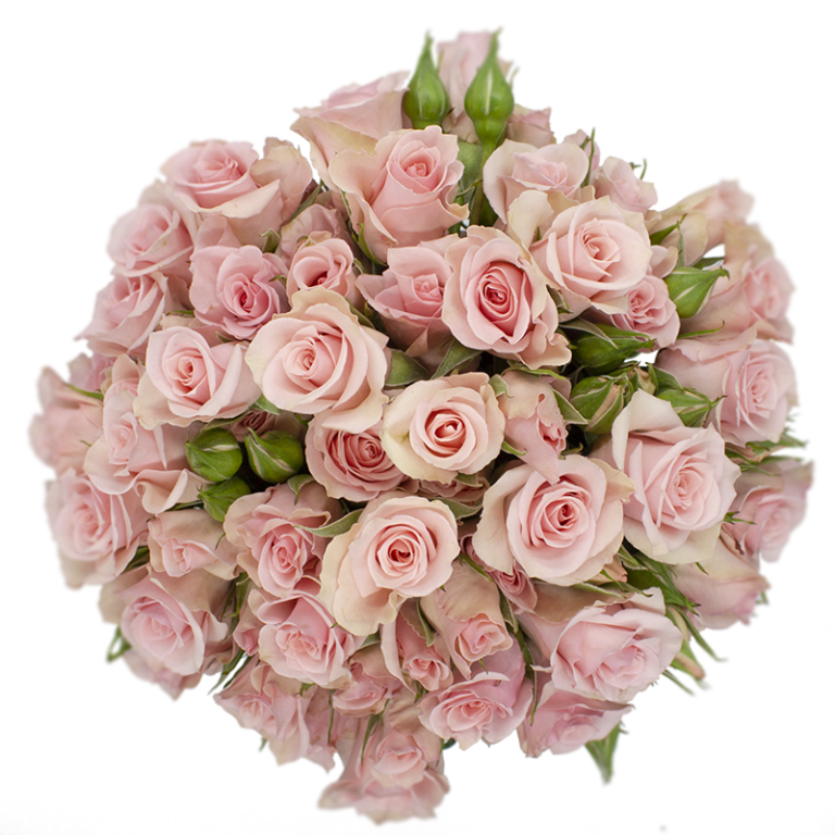 Outstanding Ecuadorian Spray Roses from a specialist Spray Rose farm