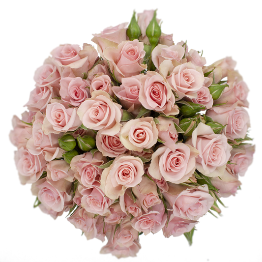 Outstanding Ecuadorian Spray Roses from a specialist Spray Rose farm