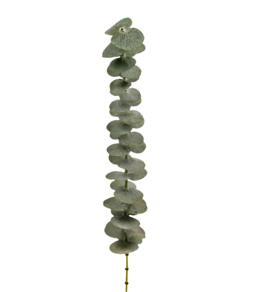 Lush green foliage stems