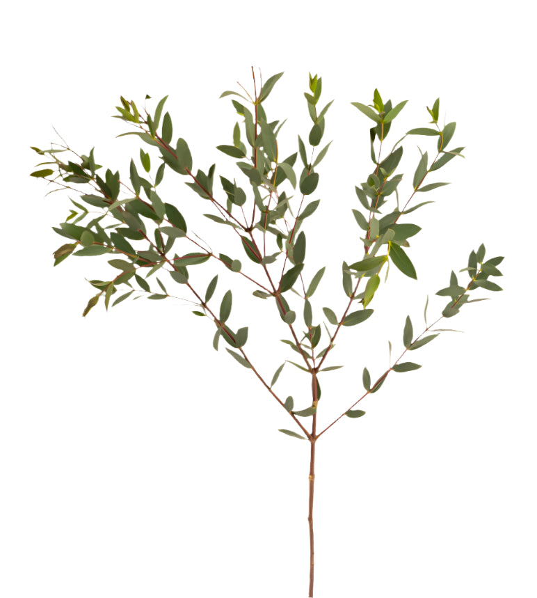 Lush green foliage stems