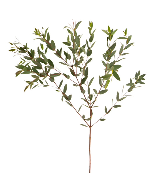 Lush green foliage stems
