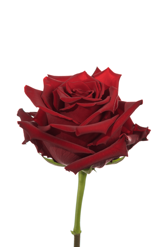 Rose Red Explorer Royal Flowers