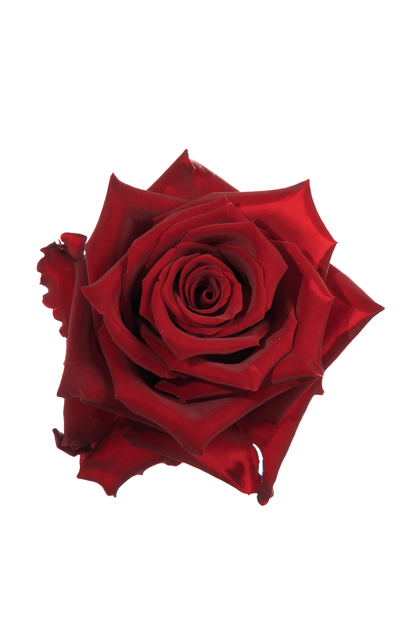 Rose Red Explorer Royal Flowers
