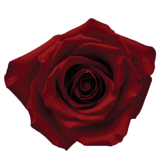 Impressive looking Ecuadorian roses