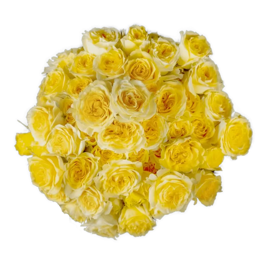 Outstanding Ecuadorian Spray Roses from a specialist Spray Rose farm