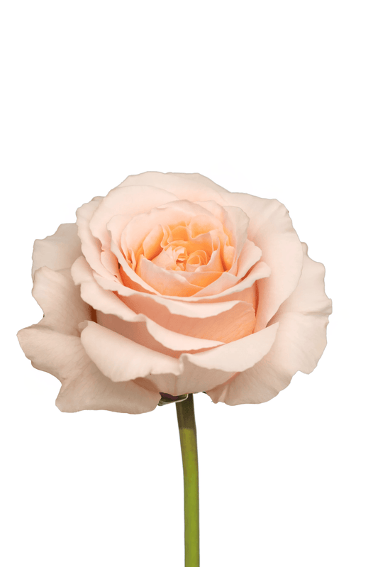 Rose Peach Felicity Royal Flowers
