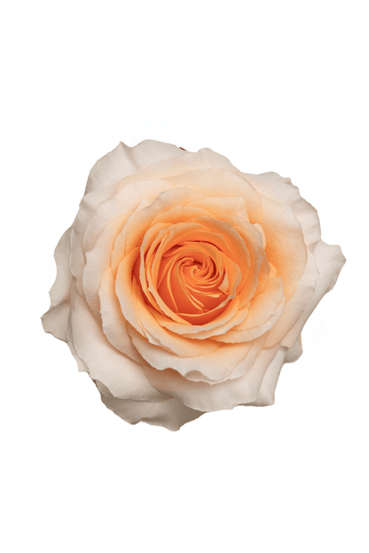 Rose Peach Felicity Royal Flowers