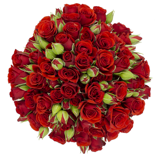 Outstanding Ecuadorian Spray Roses from a specialist Spray Rose farm