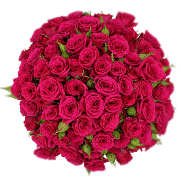 Outstanding Ecuadorian Spray Roses from a specialist Spray Rose farm