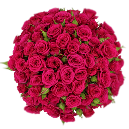 Outstanding Ecuadorian Spray Roses from a specialist Spray Rose farm