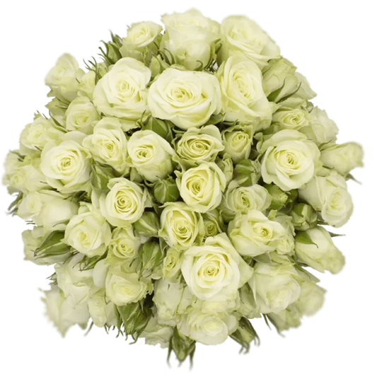 Outstanding Ecuadorian Spray Roses from a specialist Spray Rose farm