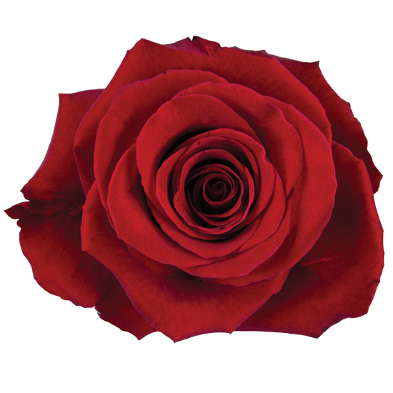 Impressive looking Ecuadorian roses