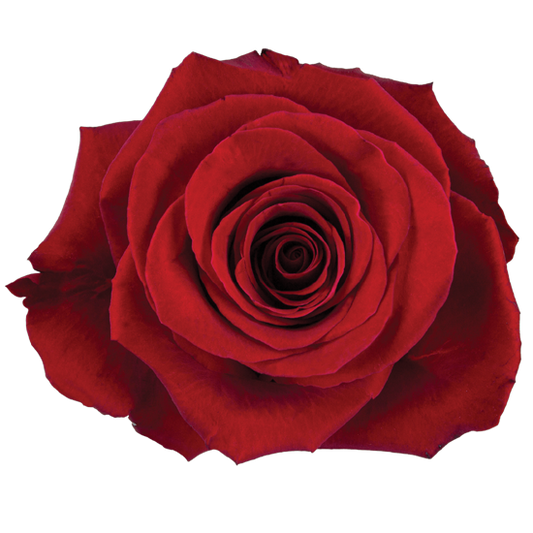 Impressive looking Ecuadorian roses