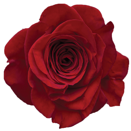 Impressive looking Ecuadorian roses