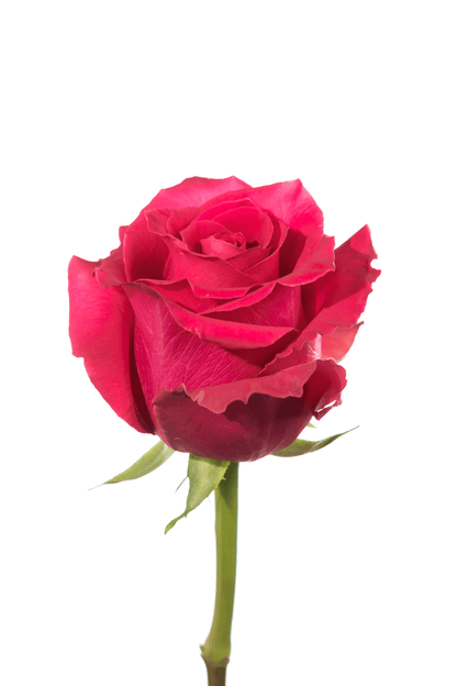 Rose Cerise Full Monty Royal Flowers