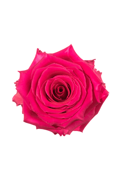 Rose Cerise Full Monty Royal Flowers