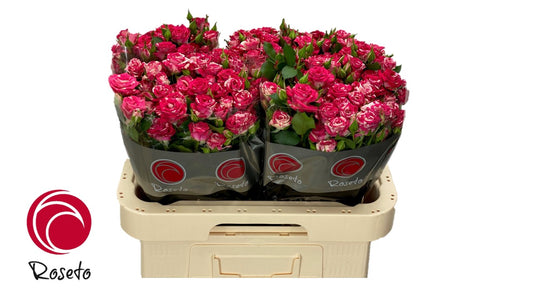 Spray Rose Bicolour Fireworks Roseto