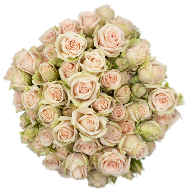 Outstanding Ecuadorian Spray Roses from a specialist Spray Rose farm