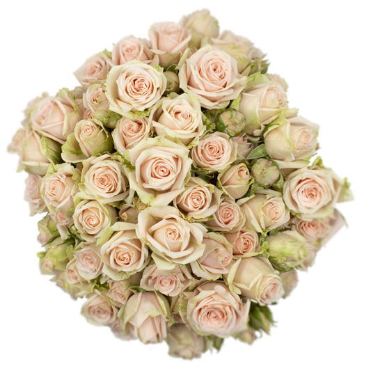 Outstanding Ecuadorian Spray Roses from a specialist Spray Rose farm