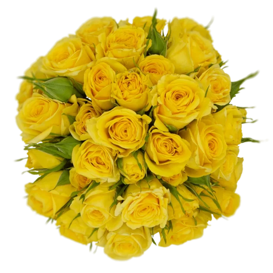 Outstanding Ecuadorian Spray Roses from a specialist Spray Rose farm