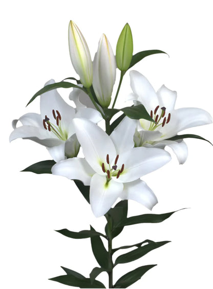 Special Offers Flowers British Oriental Lilies Multicolor by Poplar