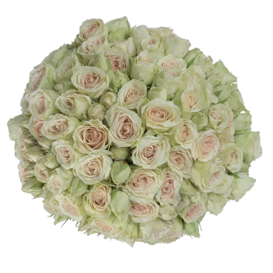 Outstanding Ecuadorian Spray Roses from a specialist Spray Rose farm