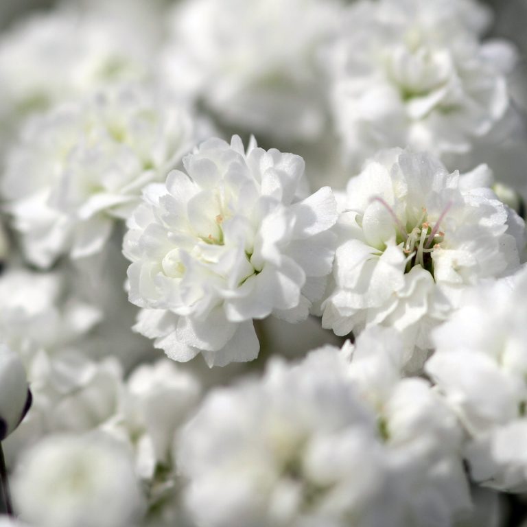 Excellent Gypsophelia from a high altitude farm in Ecuador