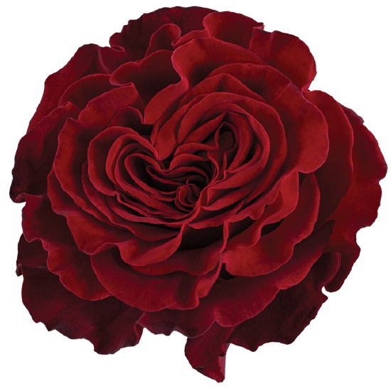 Impressive looking Ecuadorian roses