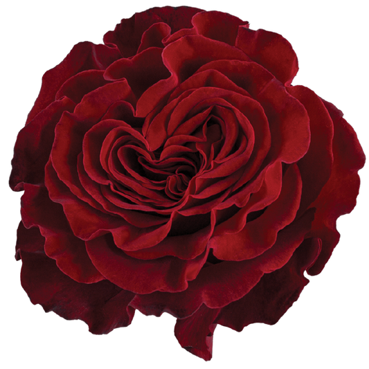 Impressive looking Ecuadorian roses