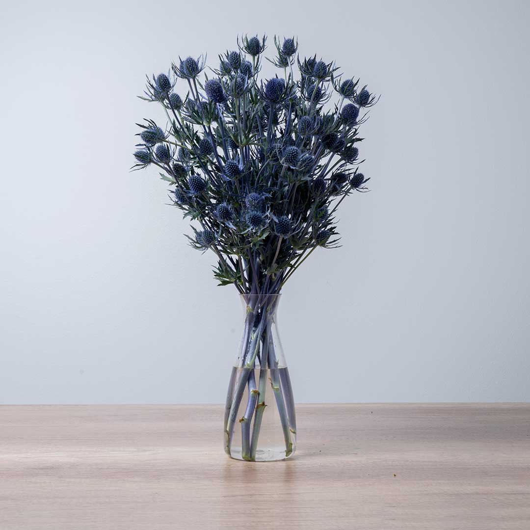 A strong picture of Eryngium