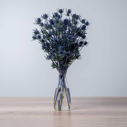 A strong picture of Eryngium