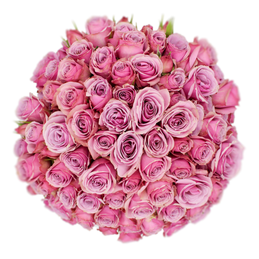 Outstanding Ecuadorian Spray Roses from a specialist Spray Rose farm