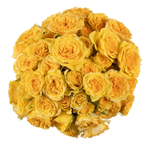 Outstanding Ecuadorian Spray Roses from a specialist Spray Rose farm