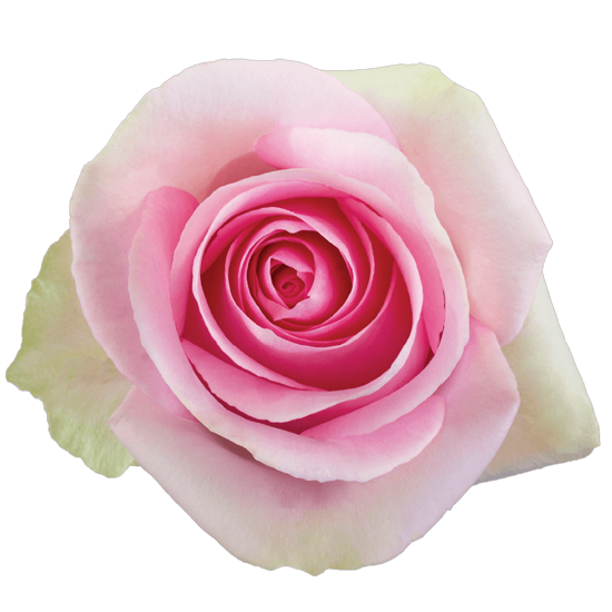 Impressive looking Ecuadorian roses
