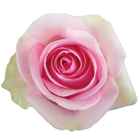 Impressive looking Ecuadorian roses