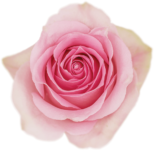 Impressive looking Ecuadorian roses