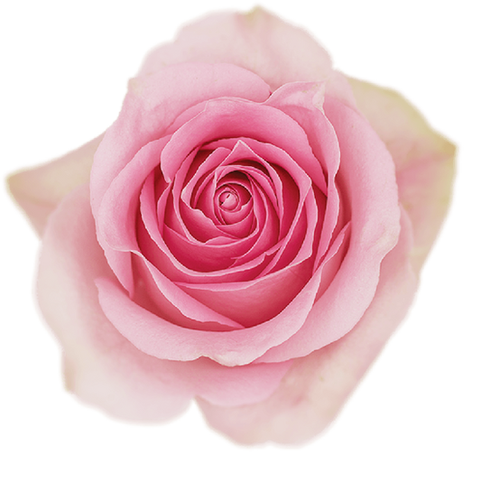 Impressive looking Ecuadorian roses