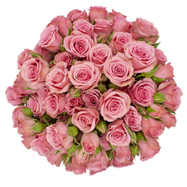 Outstanding Ecuadorian Spray Roses from a specialist Spray Rose farm