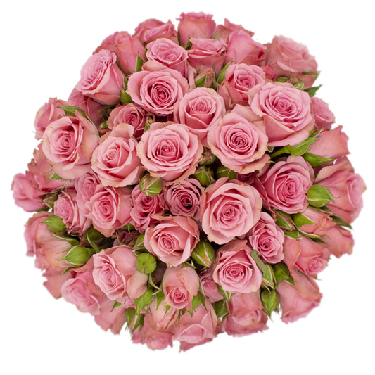 Outstanding Ecuadorian Spray Roses from a specialist Spray Rose farm