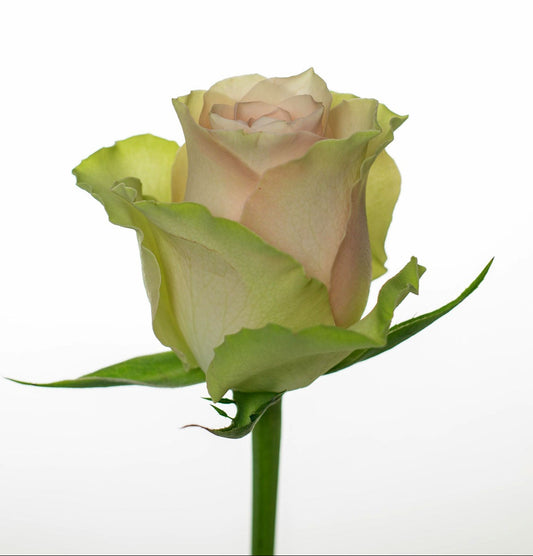 High quality Kenyan roses