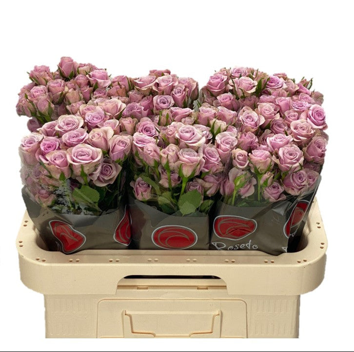 Spray Rose Pink Leila Roseto