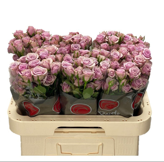 Spray Rose Pink Leila Roseto