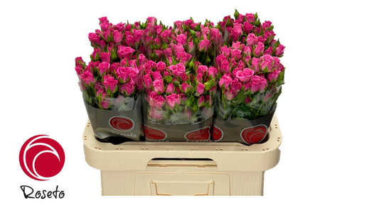 Spray Rose Cerise Lianne Roseto