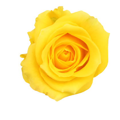 Impressive looking Ecuadorian roses