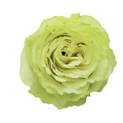 Impressive looking Ecuadorian roses