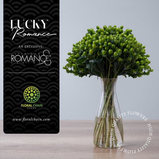 Hypericum Single Green Lucky Romance Floral Chain