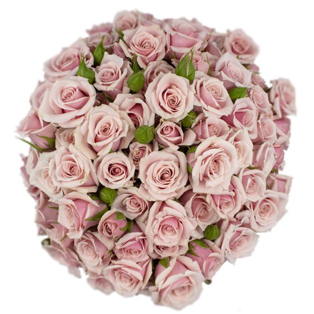 Outstanding Ecuadorian Spray Roses from a specialist Spray Rose farm