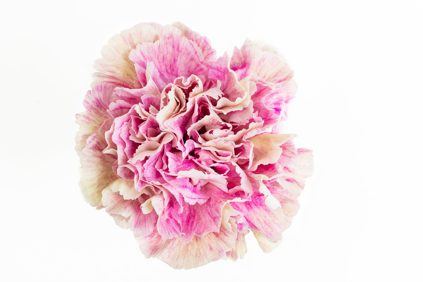 Carnation Fancy Bicolour Antigua Luisiana Colombia