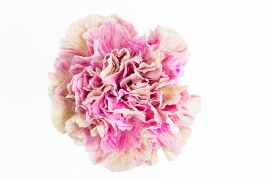 Carnation Fancy Bicolour Antigua Luisiana Colombia